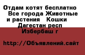 Отдам котят бесплатно  - Все города Животные и растения » Кошки   . Дагестан респ.,Избербаш г.